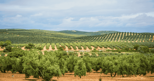 Premium Spanish extra virgin olive oil: A Heritage of excellence